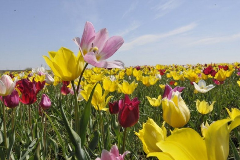 Приглашаем жителей Пугачевского района на Фестиваль тюльпанов